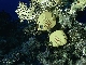 Butterlfy Fish
