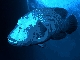 Napoleon wrasse