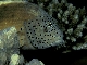 hawkfish