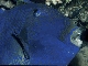 blaustreifendruecker
