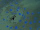 bluespoted-stingray