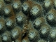 blenny-on-coral