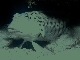 sandperch