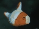 juv-parrotfish