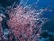 whipcoral