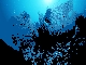  seafan