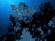 softcoral