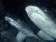 2-juvenile-whitetip