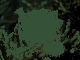 leaffish