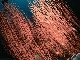 Whip-coral
