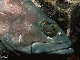 Grouper