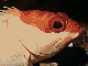 Blacktip grouper