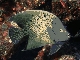 Koran angelfish