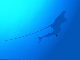 Eagleray, Shark Banks