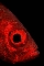 Bigeye, Bird Isl