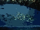 Snapper, Bird Island