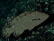 Coral trout
