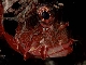 Lionfish
