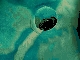 Ember parrotfish
