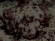Hermitcrab