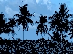 Bird colony