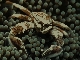 Anemone crab