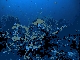 Coral trout and hard coral