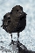 Chick